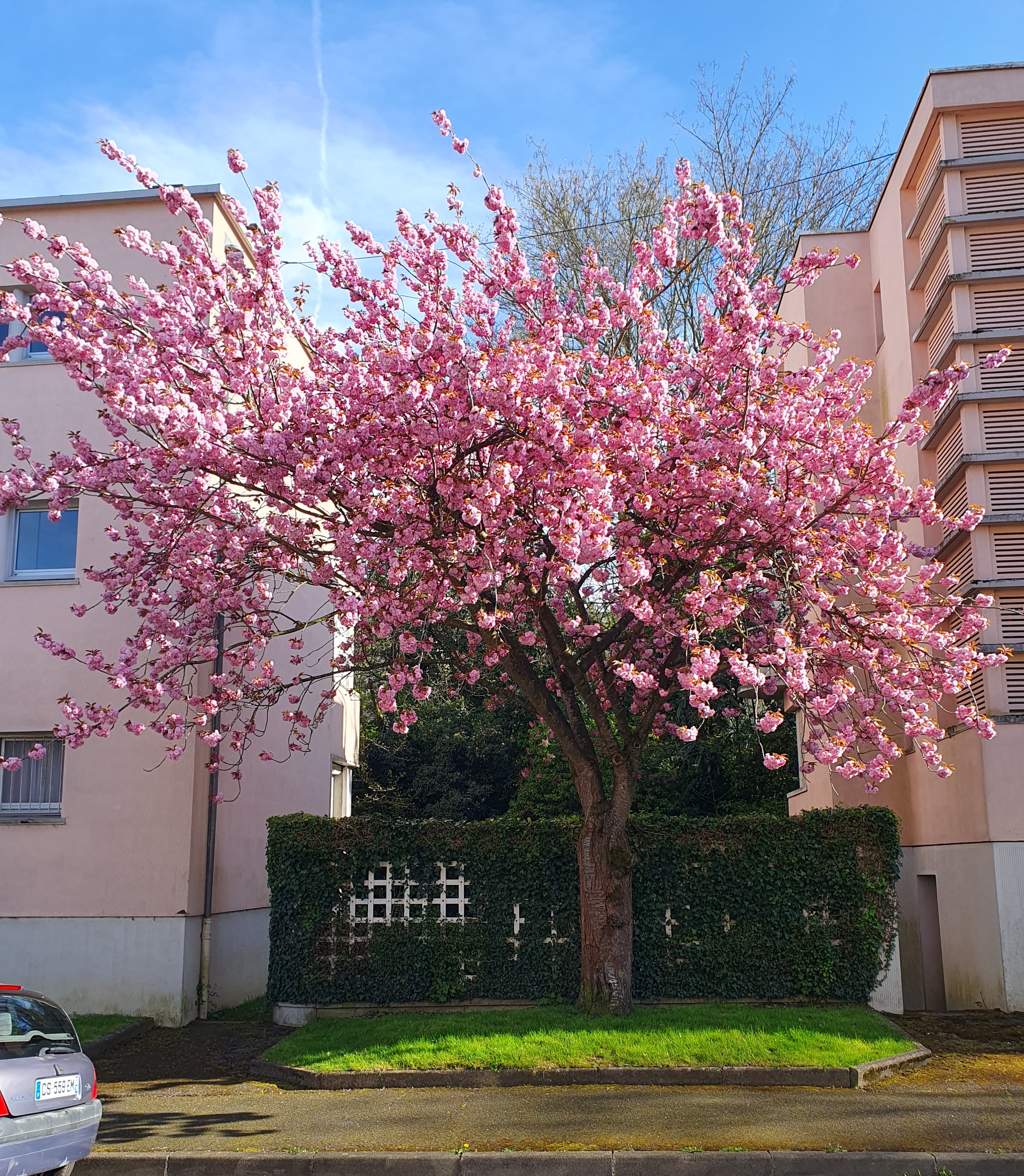 Vue de la cité-jardin de la Butte Rouge à Châtenay-Malabry.