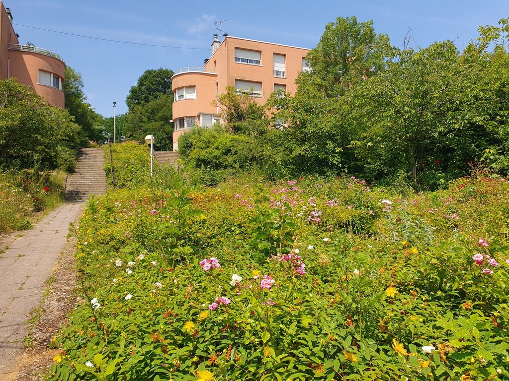 À la Butte Rouge, les logements s’inscrivent dans un paysage largement végétalisé, où arbres, jardins et espaces de pleine terre participent pleinement à l’identité de la Cité-Jardin.