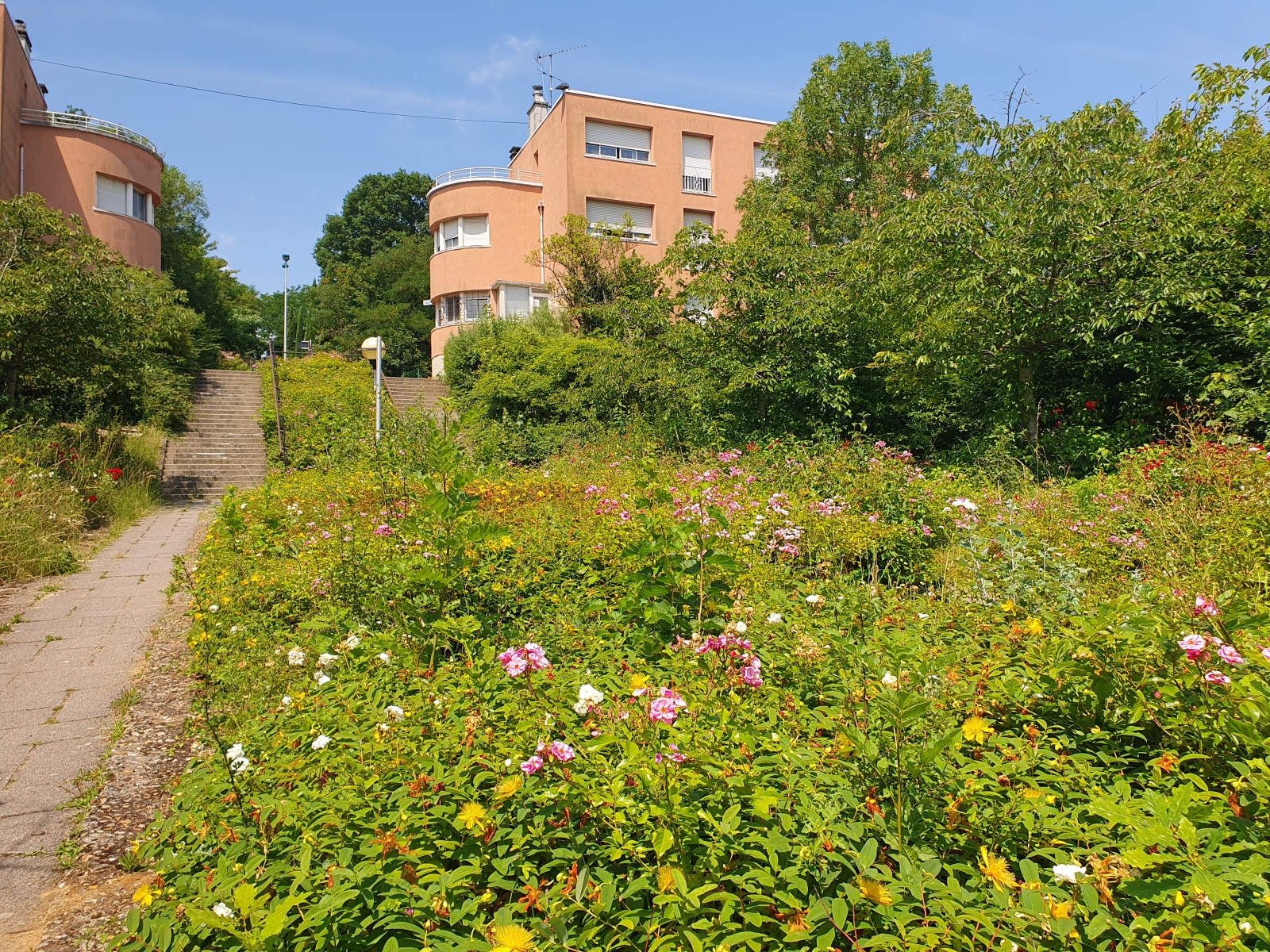 Lire la suite à propos de l’article Pourquoi préserver la Butte Rouge ? Les arbres et la biodiversité